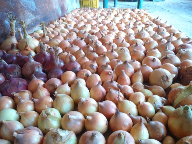Cebollas-anton-reina-casa-navares